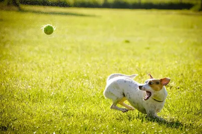 23 Easy Ways to Save Money on Pet Care