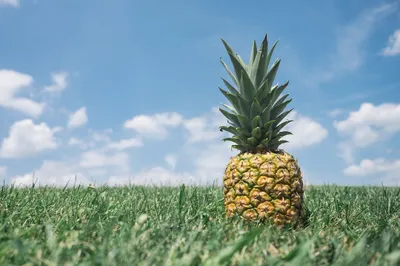 10 Easy Foods to Grow at Home (Save Hundreds on Groceries)