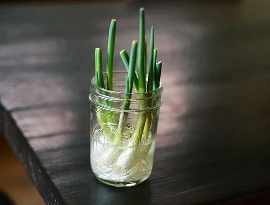 green-onions-in-water