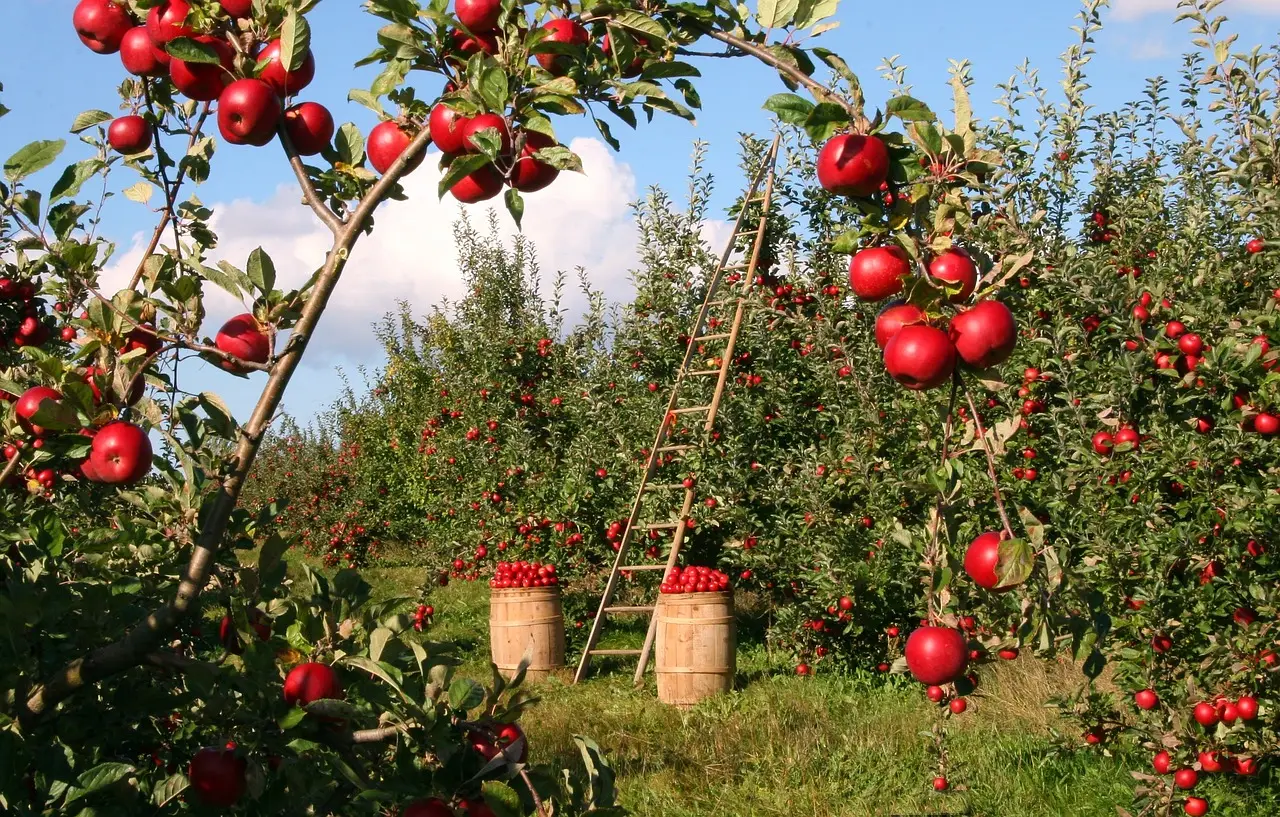 17 Easy Ways to Make Money From Your Garden (Start Today)