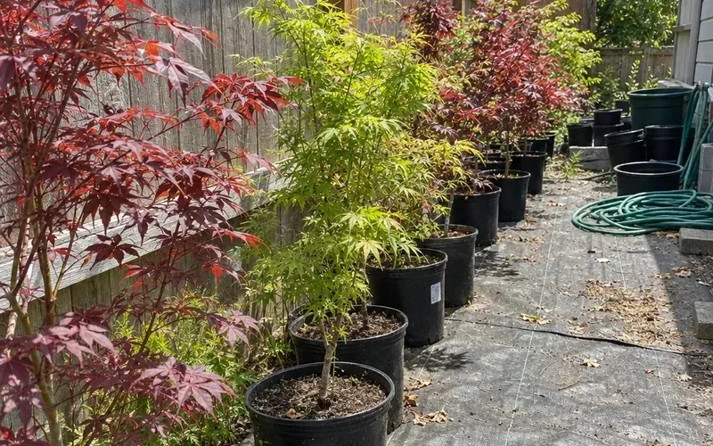 Rows of young Japanese maples in 1-gallon pots growing along a backyard fence