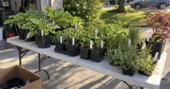 5 Ways to Make Money Growing Plants at Home, Ranked by Speed