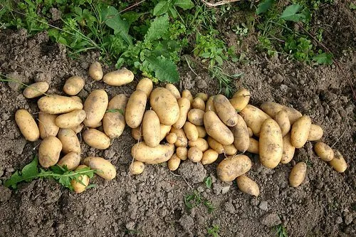 potatoes_garden
