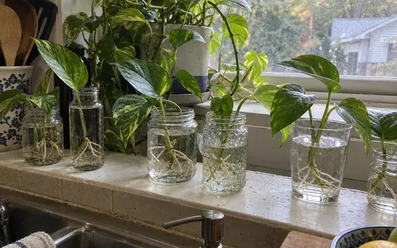 Pothos cuttings with new roots in glass jars of water on a windowsill