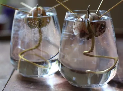 regrow-avocado