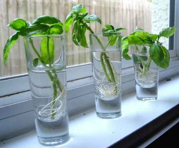 regrow-basil