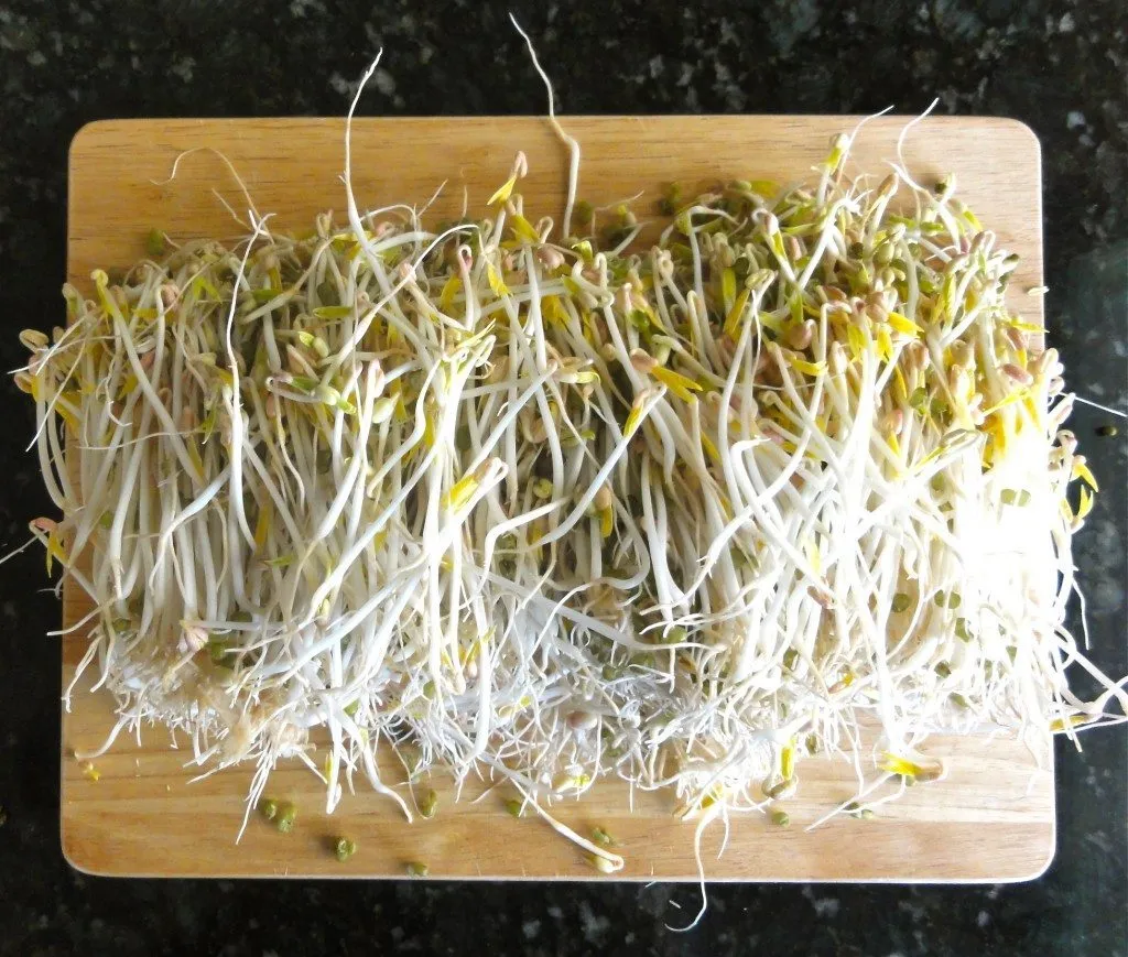 regrow-bean-sprouts