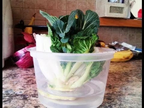 regrow-bok-choy