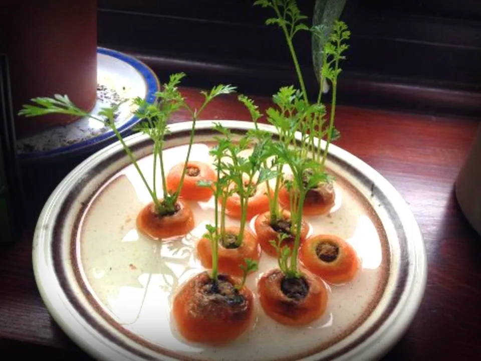 regrow-carrots