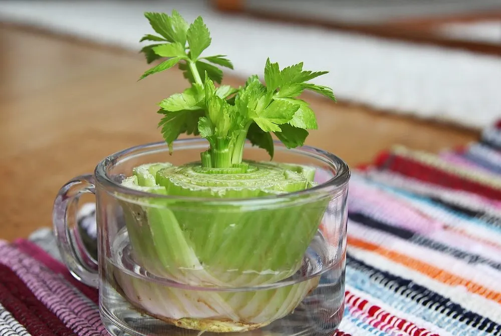 regrow-celery