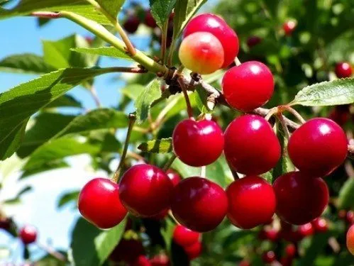 regrow-cherries