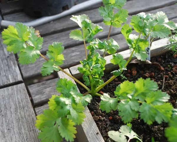 regrow-cilantro