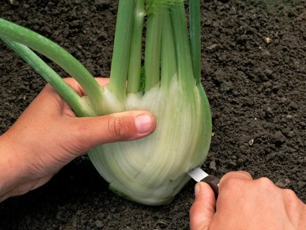 regrow-fennel