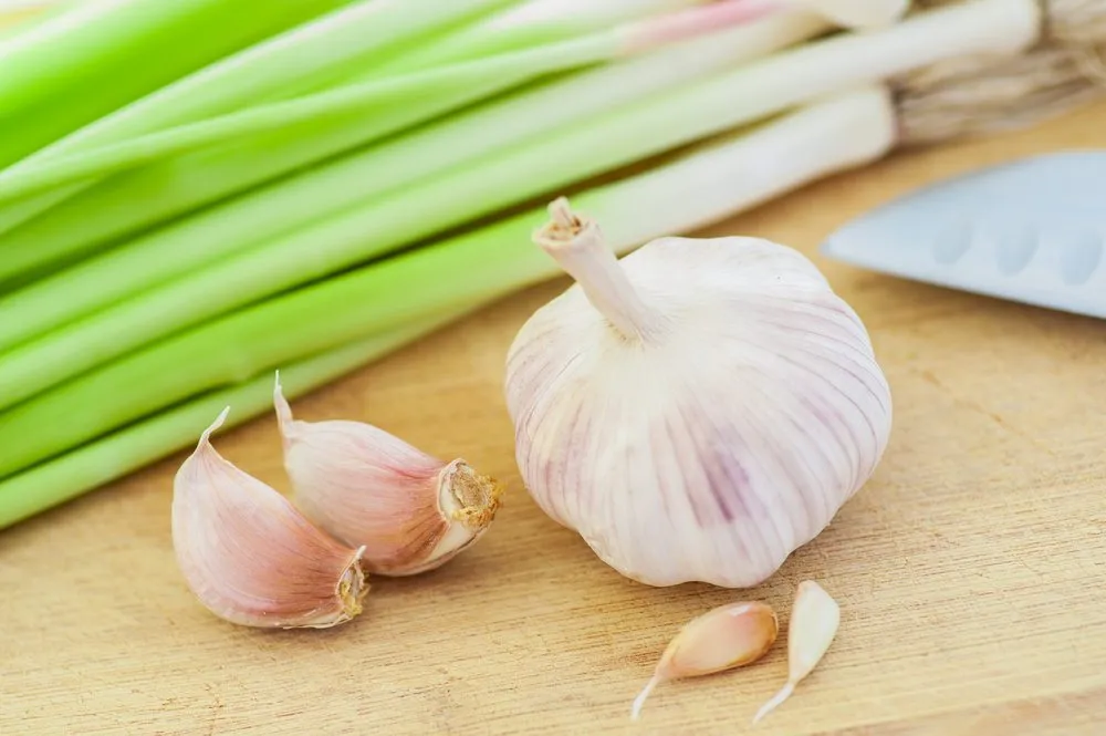 regrow-garlic-31-vegetables-regrow-at-home