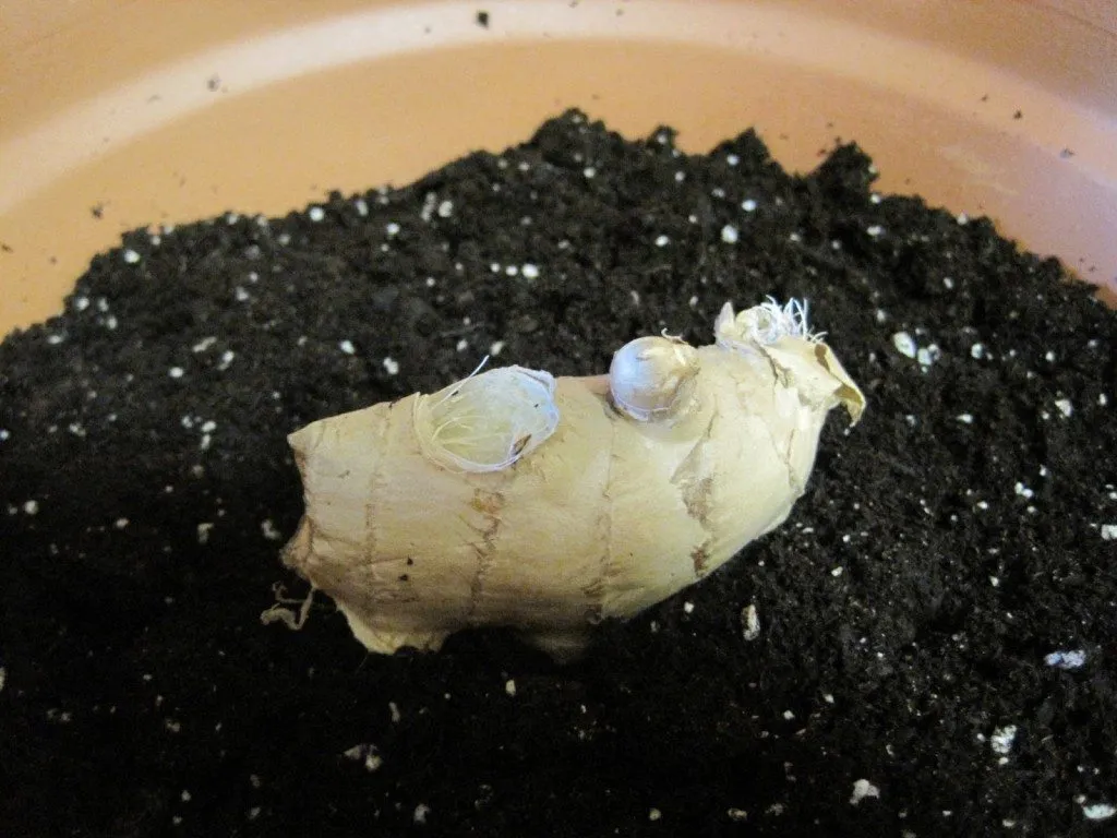 regrow-ginger