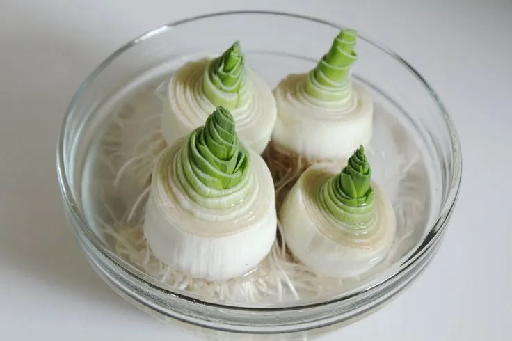 regrow-leeks