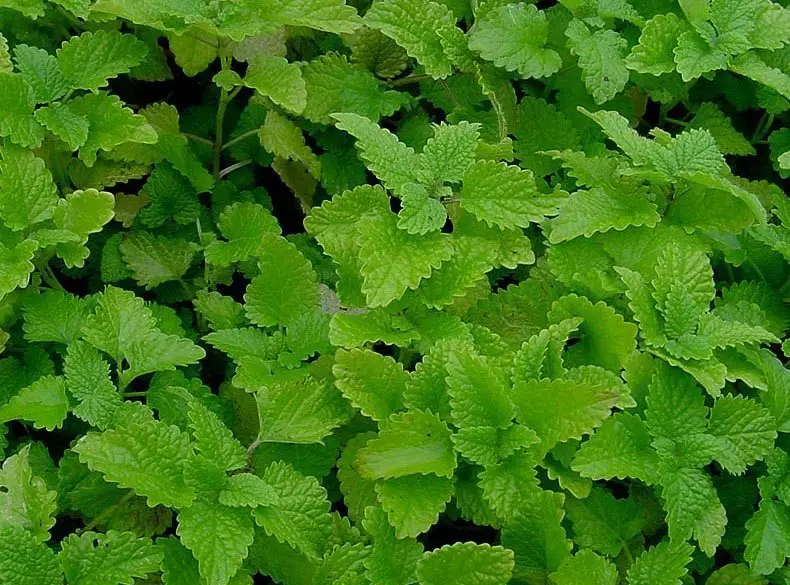 35 Foods You Can Regrow From Kitchen Scraps at Home