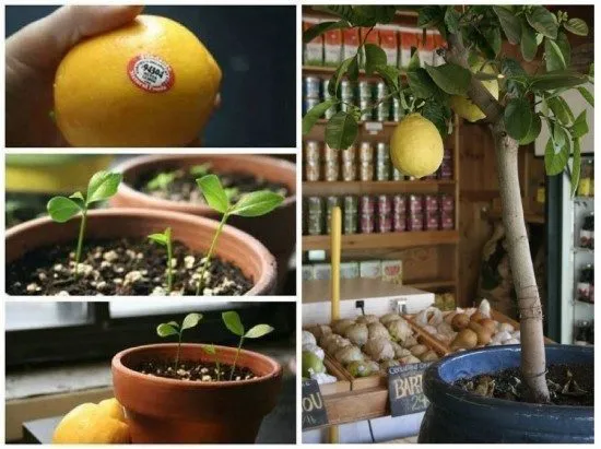 regrow-lemon