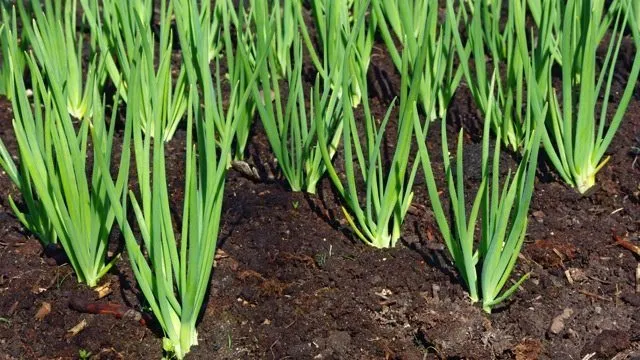 regrow-lemongrass