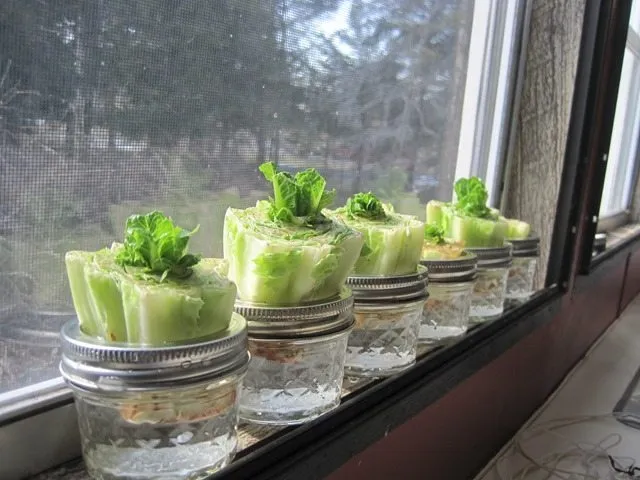 regrow-lettuce