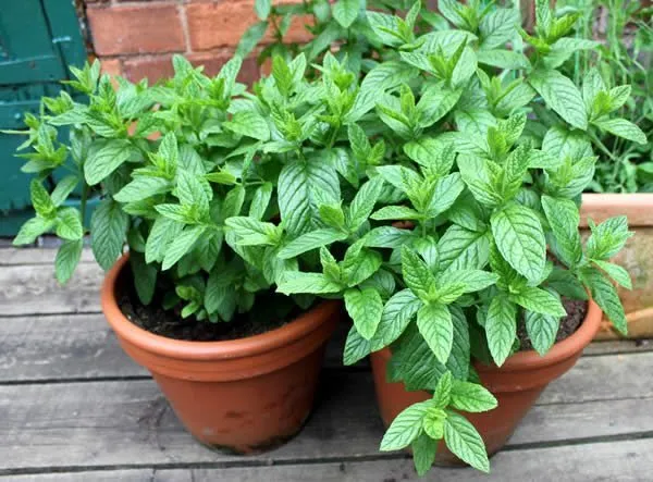 regrow-mint