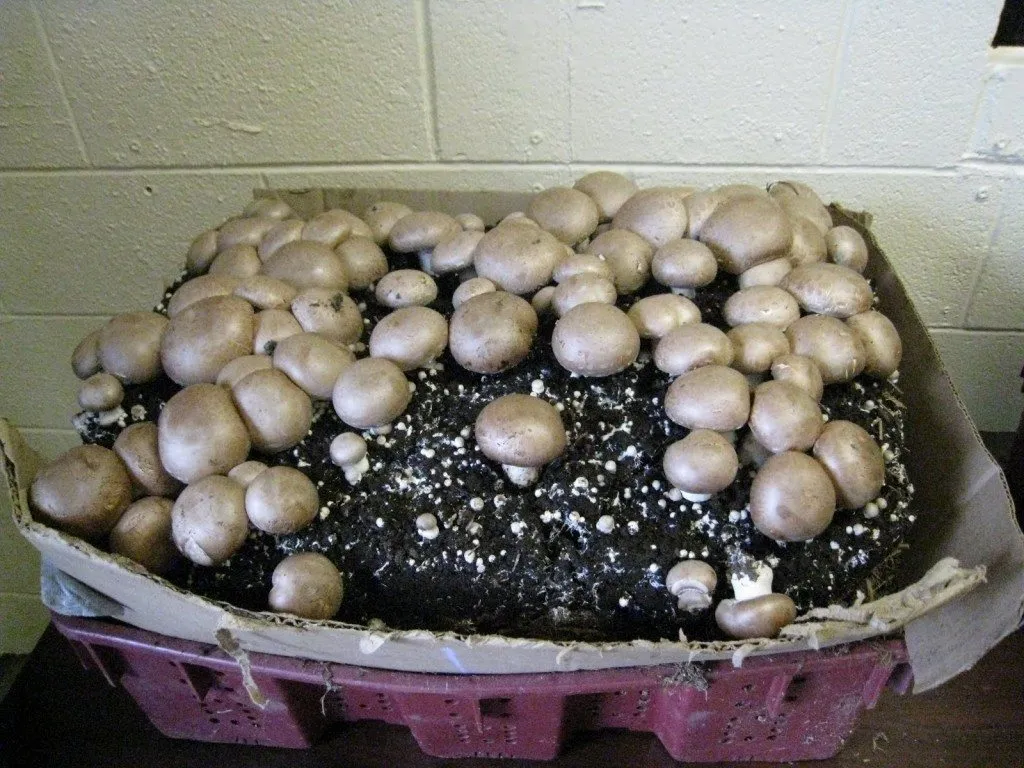 regrow-mushrooms