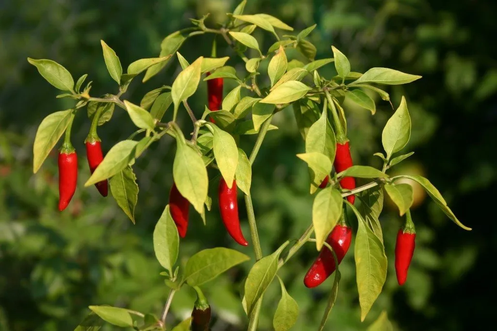 regrow-peppers