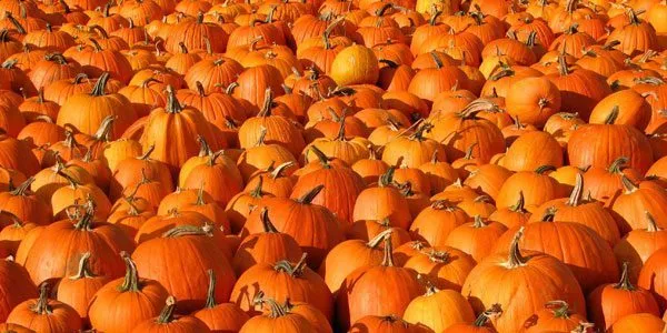 regrow-pumpkin