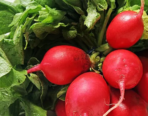 regrow-radishes