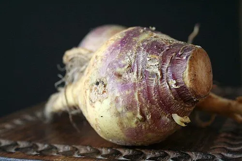 regrow-rutabagas