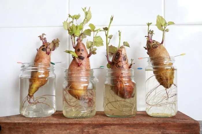regrow-sweet-potatoes