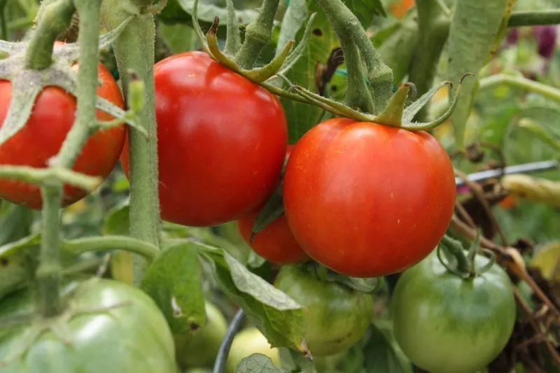 regrow-tomatoes