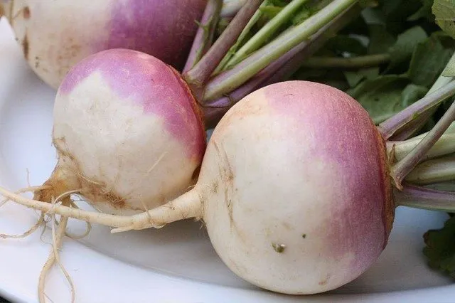 regrow-turnips