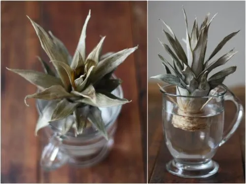 regrowing-a-pineapple