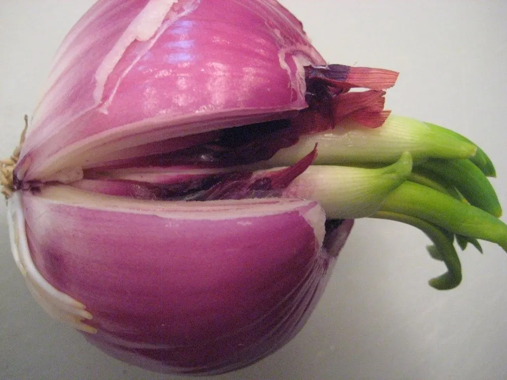 rewgrow-onion