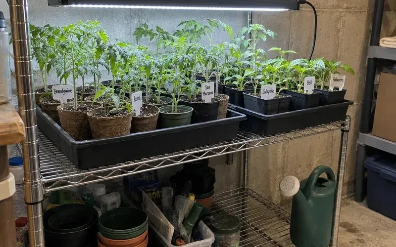 Tomato and pepper seedlings in peat pots under a shop light on a basement shelf