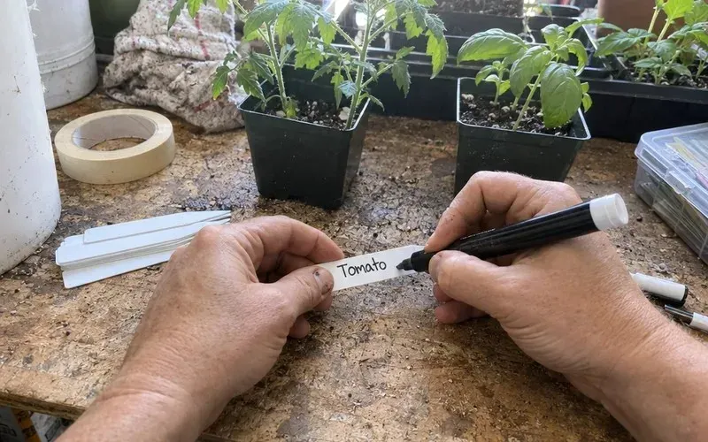 Hands writing on a plastic plant tag with a paint marker at a workbench