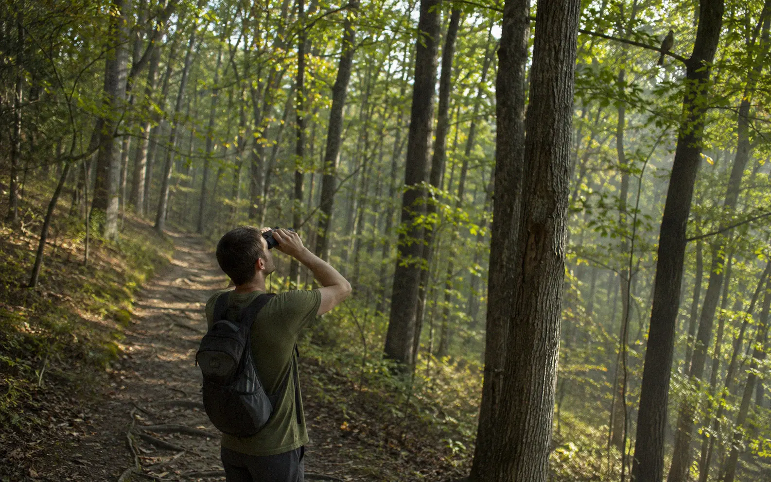 Hiker on a forest trail pausing to look through binoculars at birds in the canopy